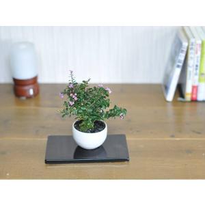 盆栽 ミニ真柏 ミニ盆栽 bonsai ぼんさい しんぱく 初心者 入門 ギフト