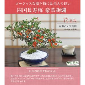 極上長寿梅盆栽 赤花 貴風盆栽 小品盆栽 中品盆栽 送料無料 : 盆栽