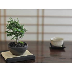 小品盆栽 極太幹ルビーさんざし(山査子) 現品*ルビーサンザシ