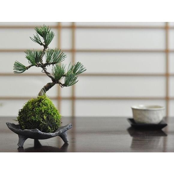 五葉松の苔玉 盆栽 ミニ盆栽 bonsai ボンサイ ぼんさい 小品 誕生日 引越し祝昇進退職贈り物...