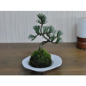 五葉松の苔玉 盆栽 ミニ盆栽 bonsai ボ...の詳細画像2