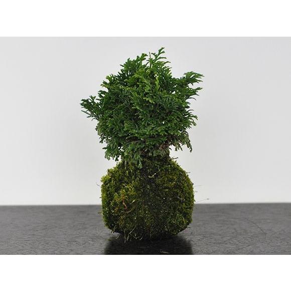 ヒノキの苔玉 盆栽 ミニ盆栽 bonsai ボンサイ ぼんさい 小品 誕生日 引越し祝昇進退職贈り物...