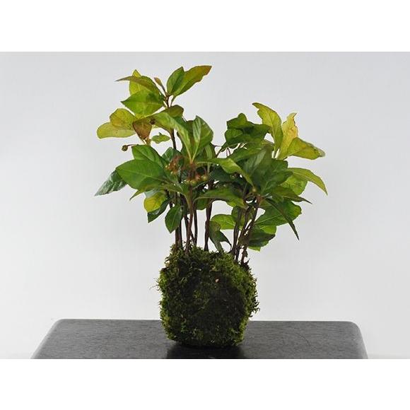 やぶこうじの苔玉 盆栽 ミニ盆栽 bonsai ボンサイ ぼんさい 小品 誕生日 引越し祝昇進退職贈...