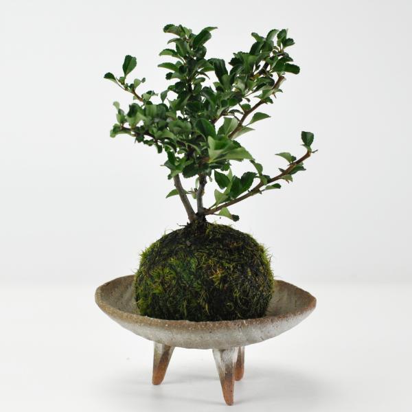 長寿梅の苔玉 盆栽 ミニ盆栽 bonsai ボンサイ ぼんさい 小品 誕生日 引越し祝昇進退職贈り物...