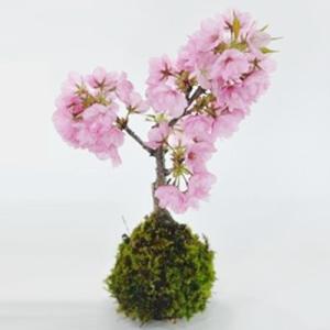 桜の苔玉 盆栽 ミニ盆栽 bonsai ボンサイ ぼんさい 小品 誕生日 引越し祝昇進退職贈り物プレ...