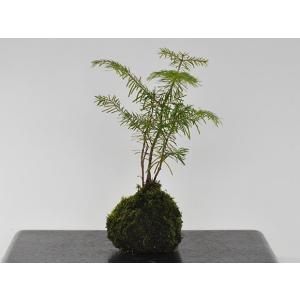 盆栽 特選：皐月(明美の月)現品*さつき サツキ Satsuki bonsai 小品