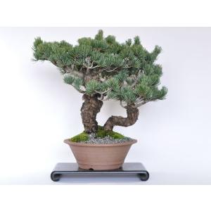 送料無料 五葉松　双竜 盆栽 ミニ盆栽 bonsai ボンサイ ぼんさい 中品 双幹 引越し祝昇進退職贈り物プレゼント