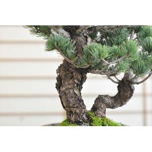 送料無料 五葉松 双竜 盆栽 ミニ盆栽 bon...の詳細画像2