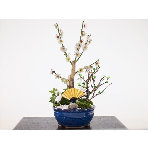 梅づくし 寄せ植え 4号 盆栽 ミニ盆栽 鉢植
