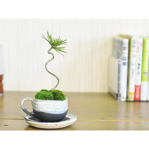 松盆栽黒松ミニミニコーヒーカップ かわいい おしゃれ 初心者 贈り物 ギフト プレゼント 誕生日 ミ...