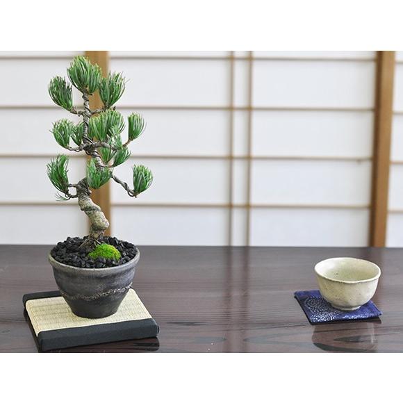 松盆栽 四国五葉松　威風凛凛 ミニ盆栽 盆栽 bonsai 松 趣味 ボンサイ 鉢植え 松柏 和 庭...