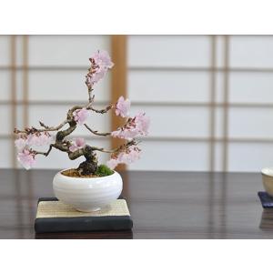 さつき盆栽【大盃】根上り小品盆栽 、青色鉢 ピンク花　　一号性 大盃（一号性） 売約済 : 創業昭和二年さつき盆栽光華園 - 通販