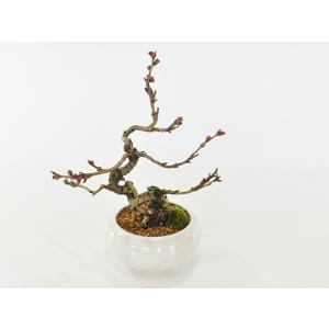 桜盆栽 小品十月桜 ミニ盆栽 盆栽 bonsa...の詳細画像3