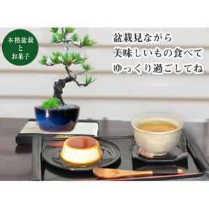 盆栽 五葉松 かっこいい松 育てやすい五葉松の盆栽 万古焼きの陶器鉢