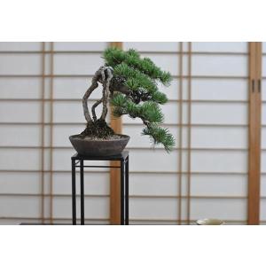 中品盆栽：美男葛(ビナンカズラ) 現品*びなんかずら Kadsura : 遊恵