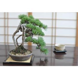盆栽 根上り 懸崖 五葉松 一級品 ミニ盆栽 ...の詳細画像4
