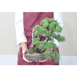 盆栽 根上り 懸崖 五葉松 一級品 ミニ盆栽 ...の詳細画像5