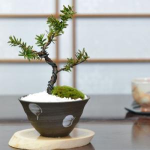 盆栽 イチイ ミニ盆栽 bonsai ぼんさい 一位 初心者 入門 ギフト ラッピング 縁起 昇進 ...
