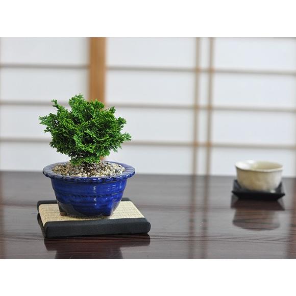 盆栽 ミニ津山檜 ミニ盆栽 bonsai ぼんさい ひのき 初心者 入門 ギフト ラッピング 人気