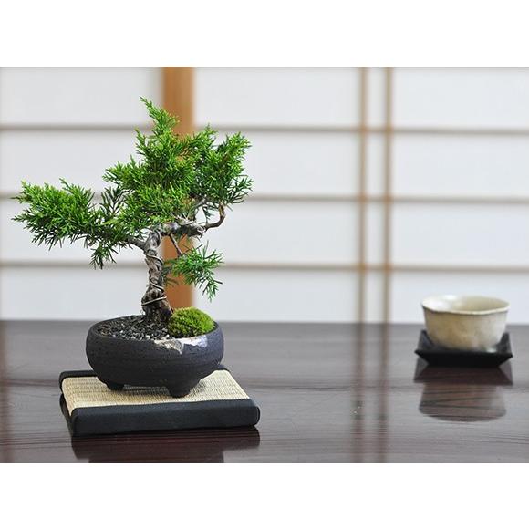 盆栽 ミニ真柏 ミニ盆栽 bonsai ぼんさい しんぱく 初心者 入門 ギフト ラッピング 人気