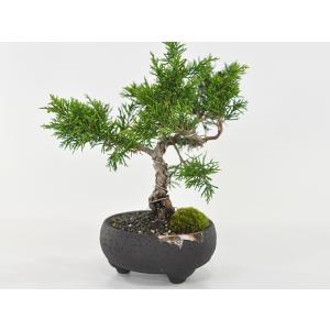 盆栽 ミニ真柏 ミニ盆栽 bonsai ぼんさ...の詳細画像1