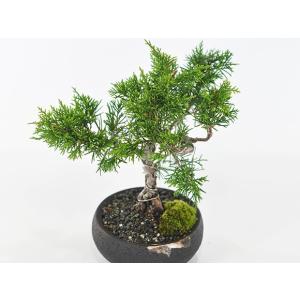盆栽 ミニ真柏 ミニ盆栽 bonsai ぼんさ...の詳細画像2
