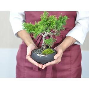 盆栽 ミニ真柏 ミニ盆栽 bonsai ぼんさ...の詳細画像3