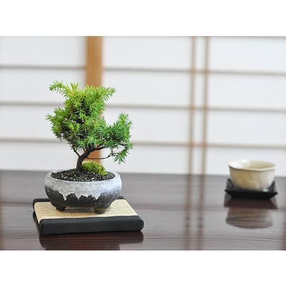 盆栽 ミニ杜松 ミニ盆栽 bonsai ぼんさい としょう 初心者 入門 ギフト ラッピング 人気