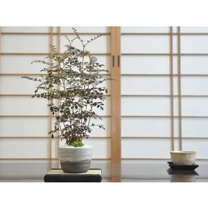 盆栽 カリン盆栽 花梨（かりん・ミニ盆栽 花梨）小さな盆栽 4240 : e