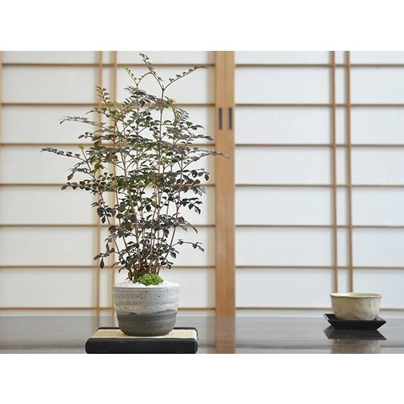 シマトネリコ 盆栽 ミニ盆栽 鉢植