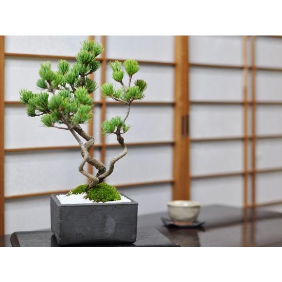 昇り龍五葉松 盆栽 ミニ盆栽 鉢植