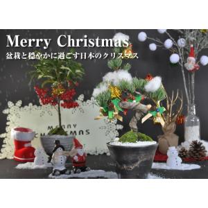 一位 小品盆栽 イチイ優良素材 極太幹！ 現品 : 盆栽ショップ わびさび