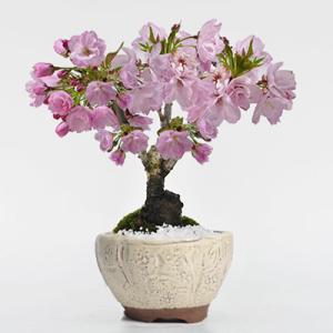 桜盆栽 小品十月桜 ミニ盆栽 盆栽 bonsai 満開 お花見 ボンサイ 鉢植え