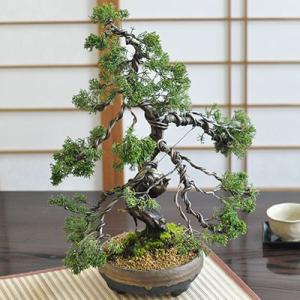 威風堂々 真柏 松盆栽 真柏 鉢植え 樹齢20年 ギフト 贈り物 おしゃれ モダン インテリア 和盆...