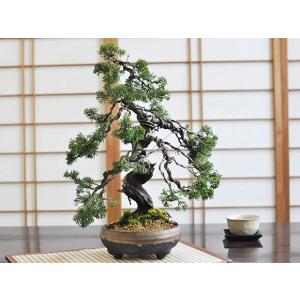 威風堂々 真柏 松盆栽 真柏 鉢植え 樹齢20...の詳細画像3