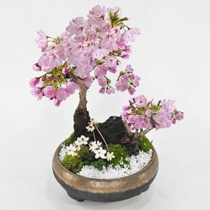 盆栽 桜の寄せ植え 大小の桜に小さいバイカオウレンがかわいい桜の公園風 盆栽 陶器鉢6号 ギフト か...