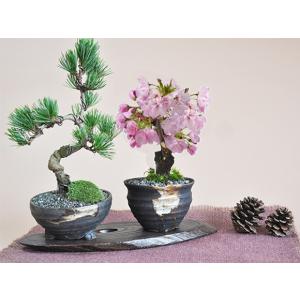 桜盆栽と松のペアセット 花と緑で始める盆栽 ミ...の詳細画像1