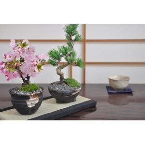 桜盆栽と松のペアセット 花と緑で始める盆栽 ミ...の詳細画像2