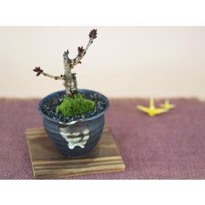 桜盆栽と松のペアセット 花と緑で始める盆栽 ミ...の詳細画像3