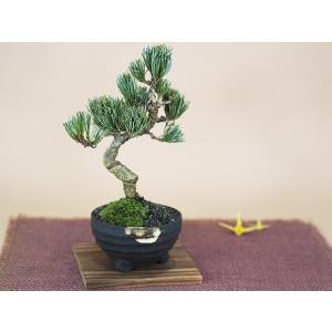 桜盆栽と松のペアセット 花と緑で始める盆栽 ミ...の詳細画像4