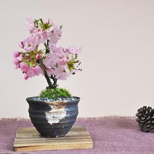 盆栽 ミニ桜のつぼ鉢  ミニ盆栽 陶器鉢4号 盆栽　かわいい おしゃれ  贈り物 ギフト プレゼント...