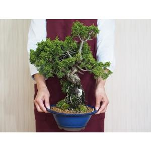 石付き真柏 送料無料 盆栽 風格のある真柏の詳細画像3