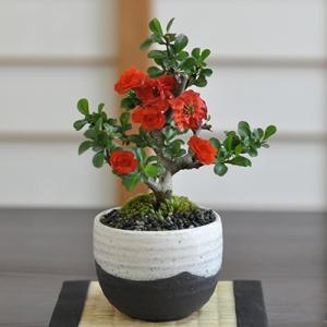 白花長寿梅とはじめて道具セット 白い花を咲かせる縁起の良いお花盆栽
