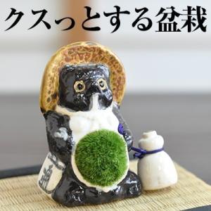 苔盆栽 信楽たぬきの苔盆栽 パパたぬき 陶器 置物 コケ グリーン 盆栽インテリア こけ こけ盆栽 ...