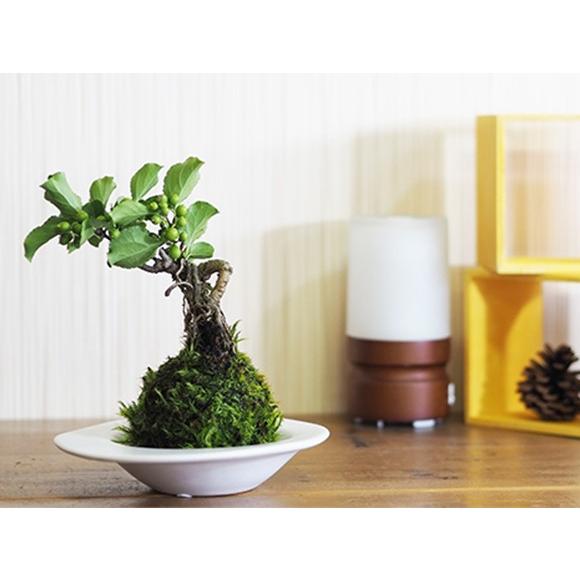 ツルウメモドキの苔玉 ツルウメモドキ 苔玉 コケ玉 こけだま 観葉植物 インテリア 涼しい 夏 緑 ...