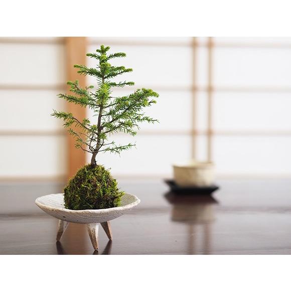 エゾ松の苔玉 エゾ松 蝦夷松 苔玉 コケ玉 インテリア テラリウム 涼しい 夏 緑 敬老の日 松