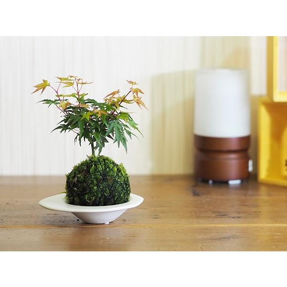 清姫もみじの苔玉 清姫 紅葉 もみじ 清姫もみじ 清姫紅葉 コケ玉 苔玉 インテリア テラリウム 涼...