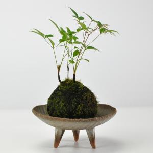 紅葉の苔玉 盆栽 ミニ盆栽 鉢植 : 盆栽妙 ヤフー店 - 通販 - Yahoo