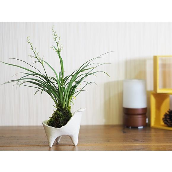 ケイビランの苔玉 ケイビラン ラン 苔玉 コケ玉 山野草 敬老の日 インテリア テラリウム 涼しい