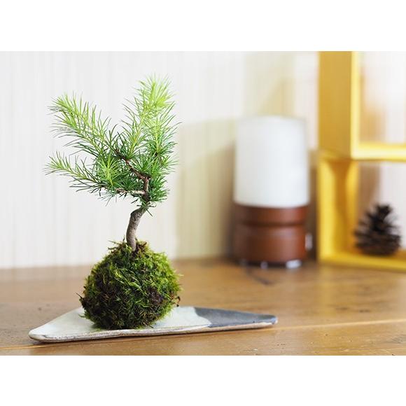 カラ松の苔玉 カラ松 唐松 コケ玉 苔玉 松 敬老の日 インテリア テラリウム 涼しい